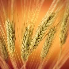فيتامينات الجمال التى تحافظ على نعومة البشرة Wheat
