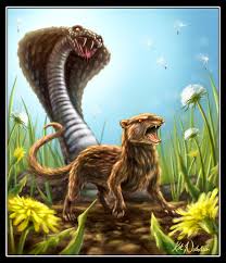rikki tikki tavi mongoose