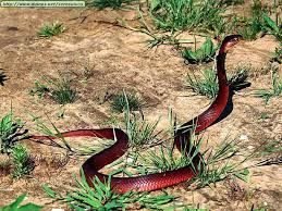 red spitting cobra