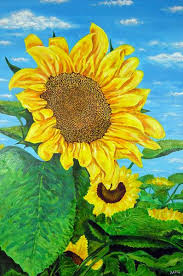 large sunflower pictures