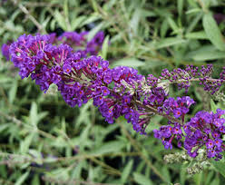 purple flowers list