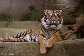 real tiger pictures