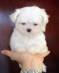 pictures of maltese dogs