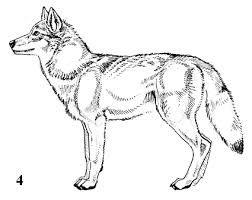 how to draw a wolf