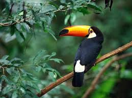 tropical birds
