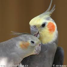 cockatiel