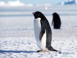 http://t1.gstatic.com/images?q=tbn:86c9zNDUD6EQHM:http://www.aad.gov.au/asset/screens/2005/1024x768/4-b4-adelie-penguin.jpg&t=1