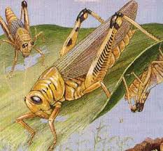 IMAGE(http://t1.gstatic.com/images?q=tbn:8Bf15RaP6YH7_M:http://www.greenharvest.com.au/images/Pests%2520%26%2520Diseases/grasshopper.jpg)