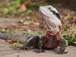 water dragon lizards