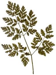 Hemlock (Poison Hemlock