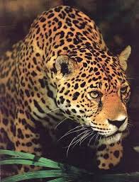 jaguar wild cat