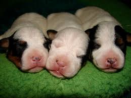 newborn puppies