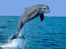 pictures jumping dolphins