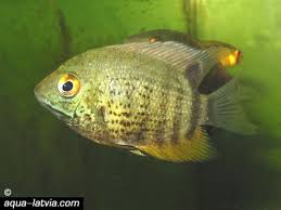 tropical fish cichlids