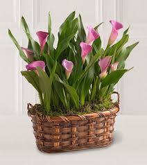 calla lily plant