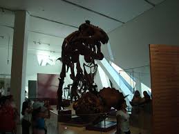 royal ontario museum