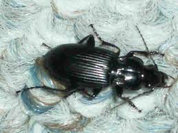 beetle identification pictures