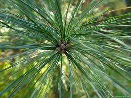 white pine needles