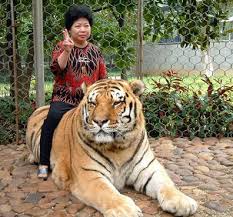 animal tigers