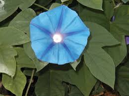 morning glory flower