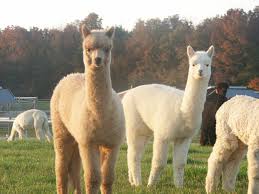 اغرب الحيوانات في العالم  Photo_blog_alpaca