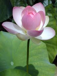 lotus nelumbo nucifera