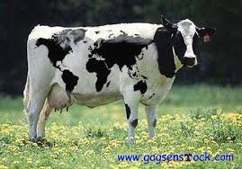 http://t1.gstatic.com/images?q=tbn:99lhGGXsUYqjpM:http://ecprim.fontvenelle.free.fr/classes/classe2006site/cm1web/vache.jpg