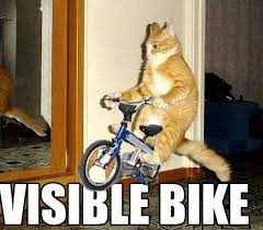funny cat videos