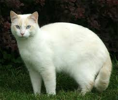 white cat picture
