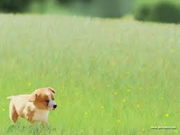 free cute wallpapers