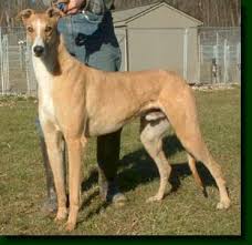 Courtesy of Hevener Greyhounds