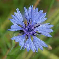 cornflower