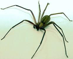 brown jumping spiders