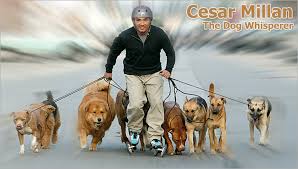 Dog training Cesar Millan
