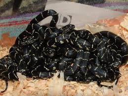 baby black snake pictures