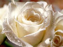 وردة بيضاء Flowers015
