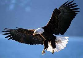 American Bald Eagle