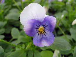 Viola Pansee