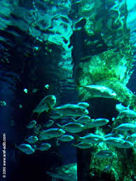 Sea Life Aquarium Classic Red Bus Tour