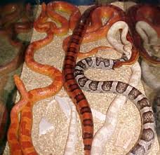 types of snakes