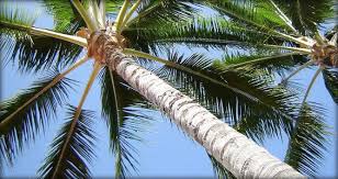palm tree varieties pictures