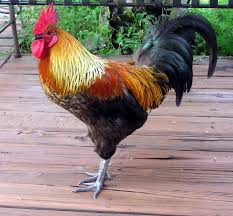 اجمل ديوك فى العالم Rooster