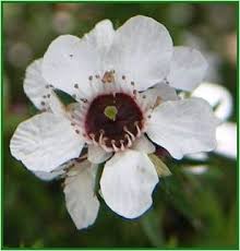 ادخلو واكتشفوا انواع الزهورفي العالم Manuka-tea-tree-flower