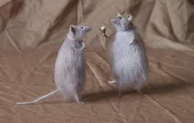 صور رومانسيه Rats