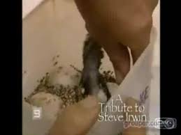 steve irwin death