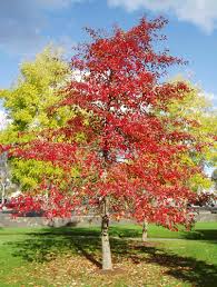 tree species