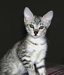 egyptian mau