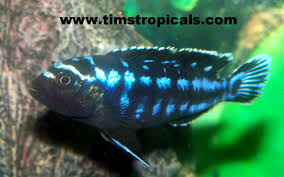 freshwater tropical fish