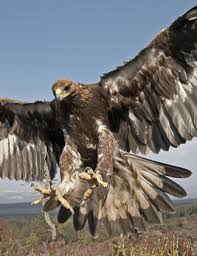 golden eagle breeding