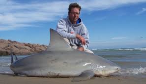shark fishing pictures